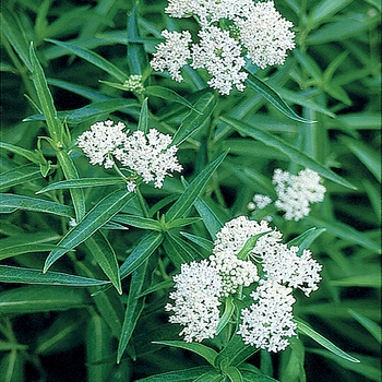 Asclepias incarnata 'Ice Ballet' (025465)