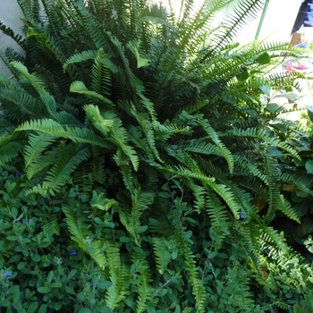 Nephrolepis obliterata 'Kimberley Queen' (025579)