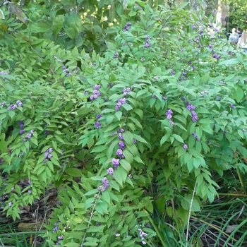 Callicarpa dichotoma '' (025582)