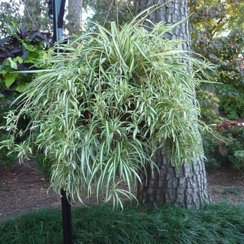 Chlorophytum comosum 'Variegatum' (025583)