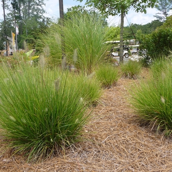 Pennisetum alopecuroides 'Little Bunny' (025584)