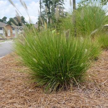 Pennisetum alopecuroides 'Little Bunny' (025585)