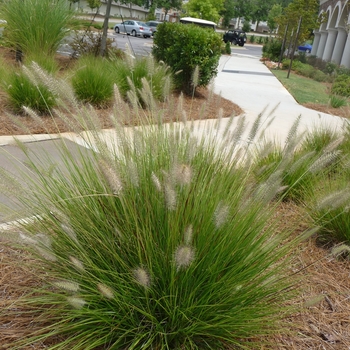 Pennisetum alopecuroides 'Little Bunny' (025587)