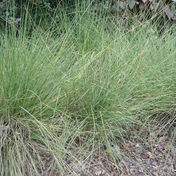 Muhlenbergia capillaris '' (025589)