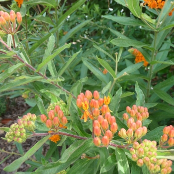 Pyrrosia lingua 'Variegata' (025597)