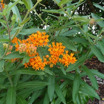 Pyrrosia lingua 'Variegata' (025598)