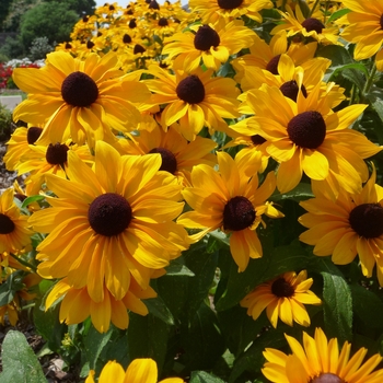 Rudbeckia hirta 'Tiger Eye™ Gold' (025600)