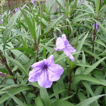 Ruellia brittoniana '' (025601)