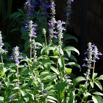 Salvia farinacea 'Victoria Blue' (025606)