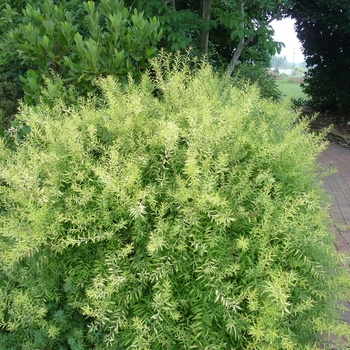 Spiraea thunbergii 'Gold Thread™' (025613)