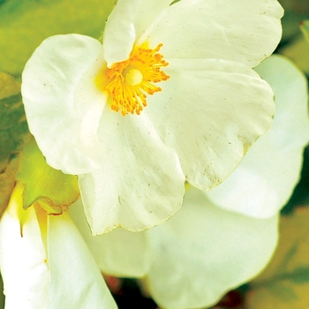 Cistus 'Mickie' (025625)