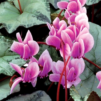 Cyclamen 'Sweetheart™ Silver' (025631)