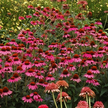 Echinacea Dream™ 'Amazing Dream' (025637)