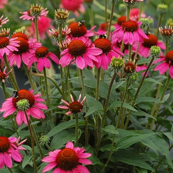 Echinacea Dream™ 'Amazing Dream' (025639)