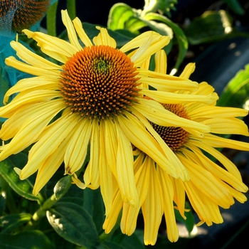 Echinacea Dream™ 'Daydream' (025642)