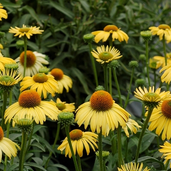 Echinacea Dream™ 'Daydream' (025644)