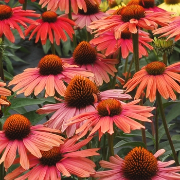 Echinacea Broadway™ 'Mama Mia' (025647)