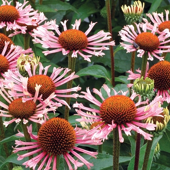 Echinacea 'Quills and Thrills' (025653)