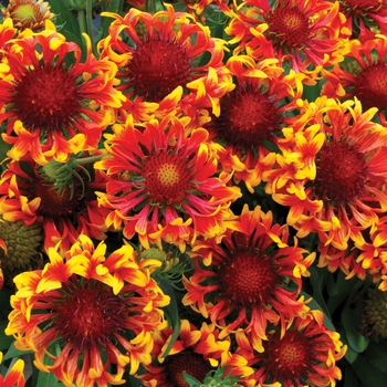 Gaillardia x grandiflora Sun™ 'Devil' (025679)