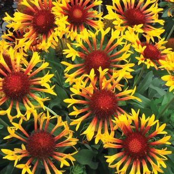 Gaillardia x grandiflora Sun™ 'Flare' (025680)