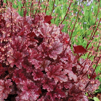 Heuchera Marmalade™ 'Berry' (025684)