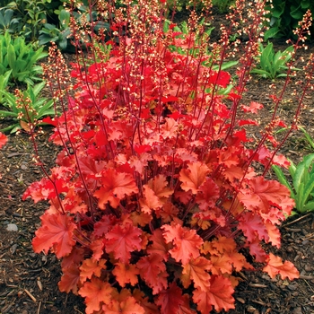 Heuchera Crisp™ 'Peach Crisp' (025687)