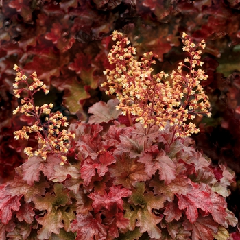 Heuchera Soda™ 'Root Beer' (025703)