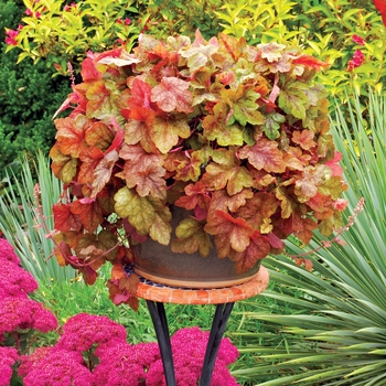 Heucherella Falls™ 'Redstone' (025708)