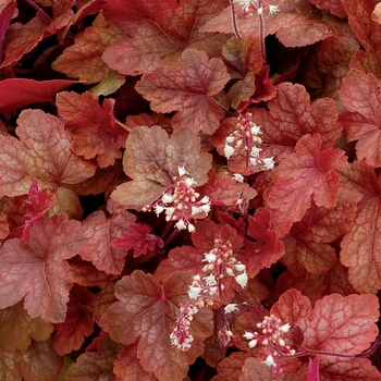 Heucherella Falls™ 'Redstone' (025709)