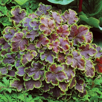 Heucherella 'Solar Eclipse' (025710)