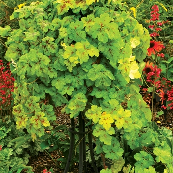 Heucherella 'Yellowstone' (025712)