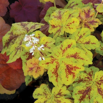 Heucherella 'Yellowstone' (025713)