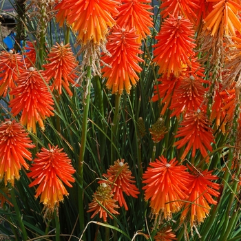 Kniphofia Glow™ 'Fire Glow' (025717)