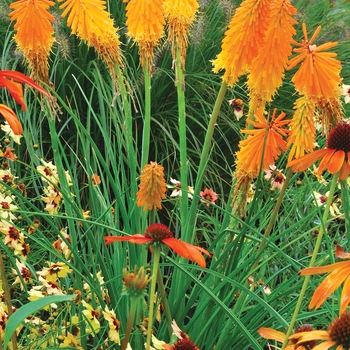 Kniphofia Popsicle™ 'Mango' (025718)