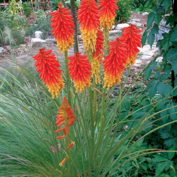 Kniphofia Popsicle™ 'Papaya' (025719)