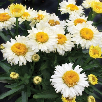 Leucanthemum x superbum 'Bridal Bouquet' (025721)