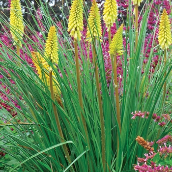 Kniphofia Popsicle™ 'Pineapple' (025722)