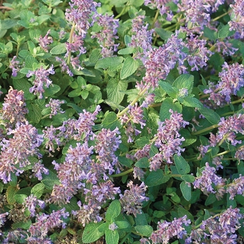 Nepeta 'Blue Lagoon' (025723)