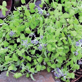 Nepeta x faassenii 'Limelight' (025724)