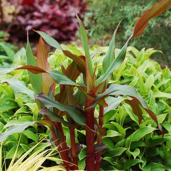 Roscoea 'Spice Island' (025725)