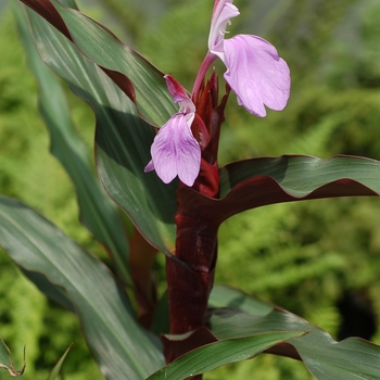 Roscoea 'Spice Island' (025726)