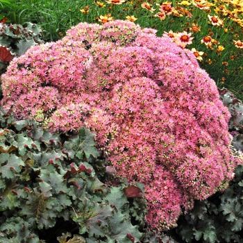 Sedum Party Hardy™ 'Beach Party' (025731)