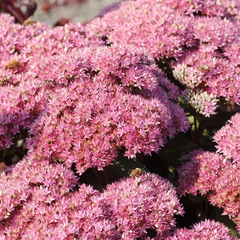 Sedum Party Hardy™ 'Beach Party' (025732)