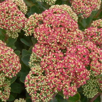 Sedum Party Hardy™ 'Pool Party' (025734)