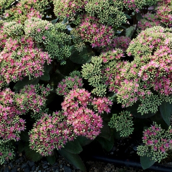 Sedum Party Hardy™ 'Pool Party' (025737)