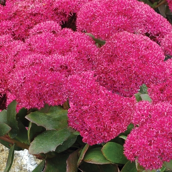 Sedum Party Hardy™ 'Birthday Party' (025738)