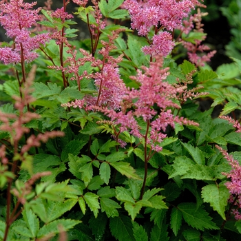 Astilbe x arendsii 'Rhythm and Blues' (025769)