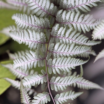 Athyrium niponicum var. pictum 'Silver Falls' (025770)