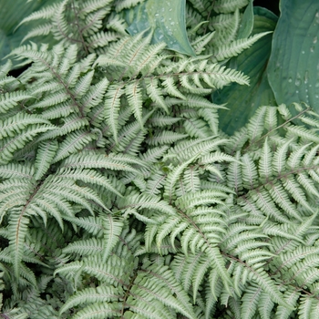 Athyrium niponicum var. pictum 'Silver Falls' (025771)