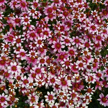 Coreopsis rosea 'Heaven's Gate' (025774)